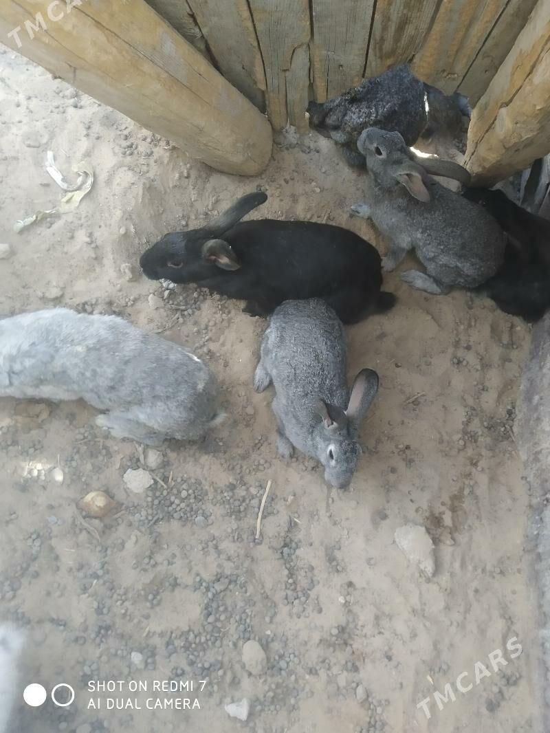 towşan - Türkmenbaşy - img 2