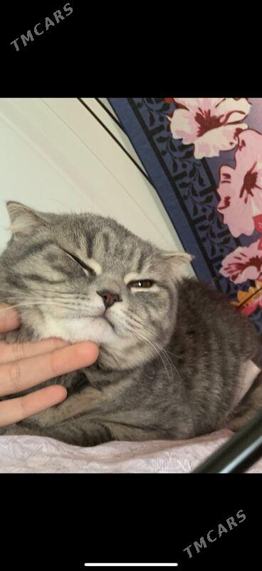 шотландский вислоухий - Aşgabat - img 3