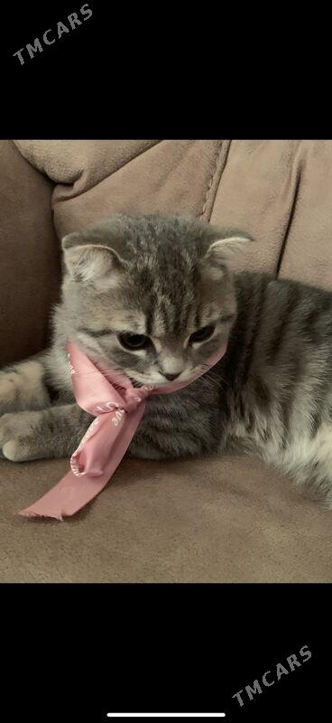 шотландский вислоухий - Aşgabat - img 1