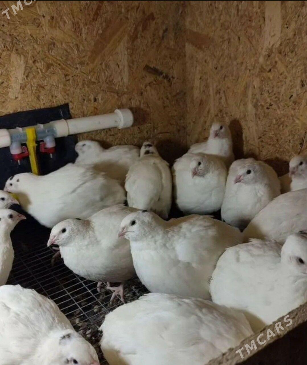 Bedene Tehas - Howdan "B" - img 2