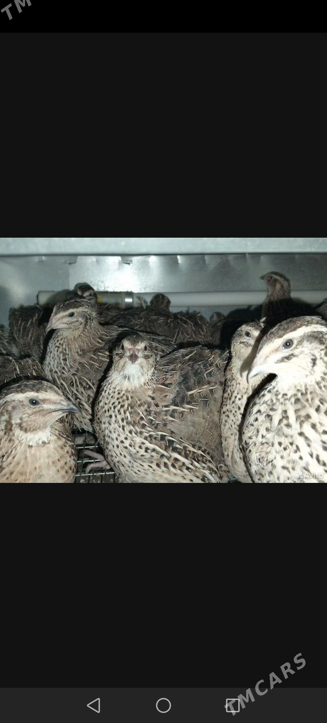 Bedene Tehas - Howdan "B" - img 3