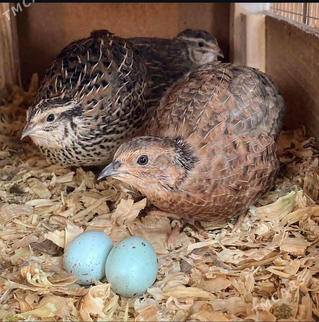 Bedene Tehas - Howdan "B" - img 1