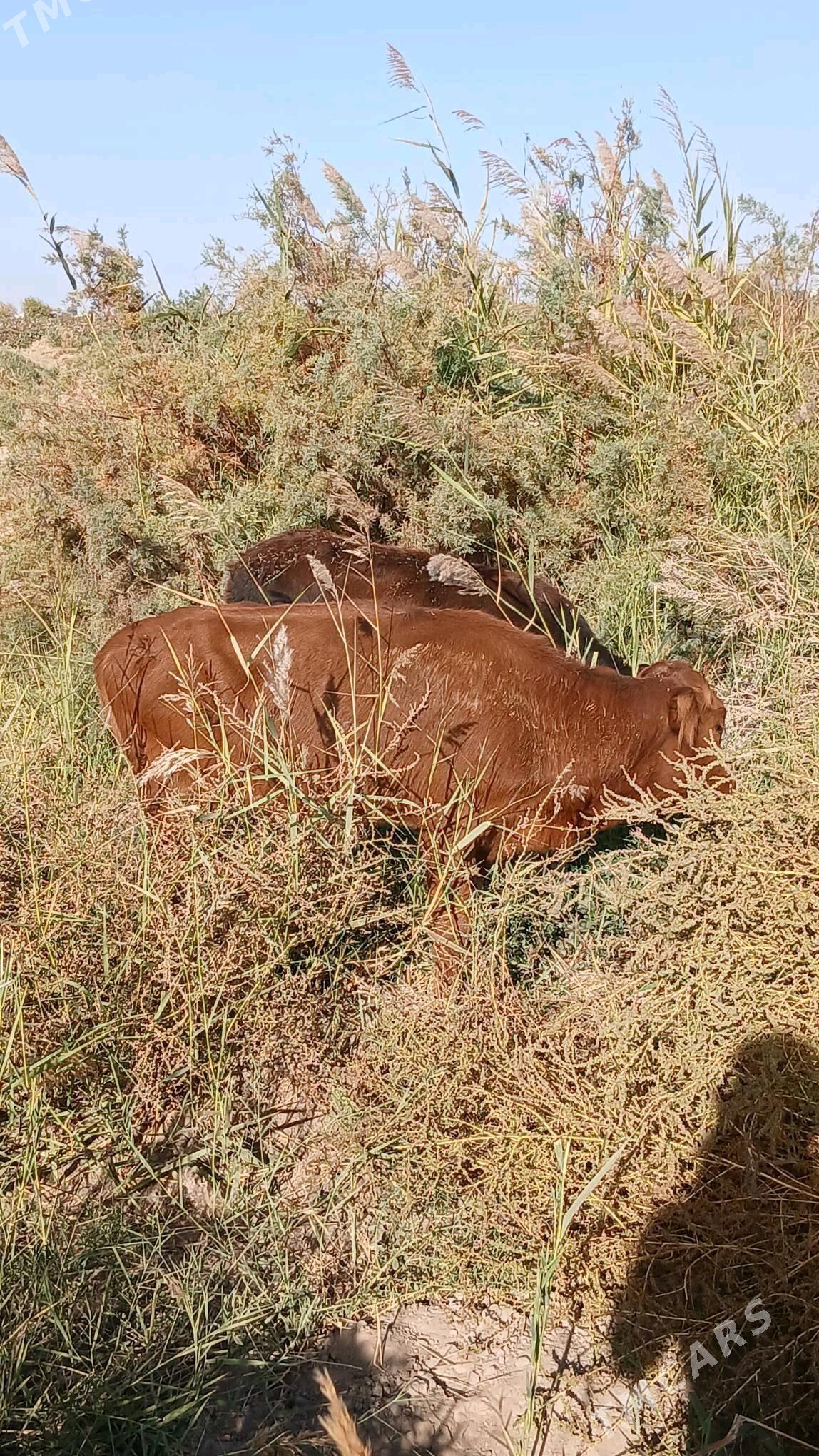 gulajyn - Murgap - img 2