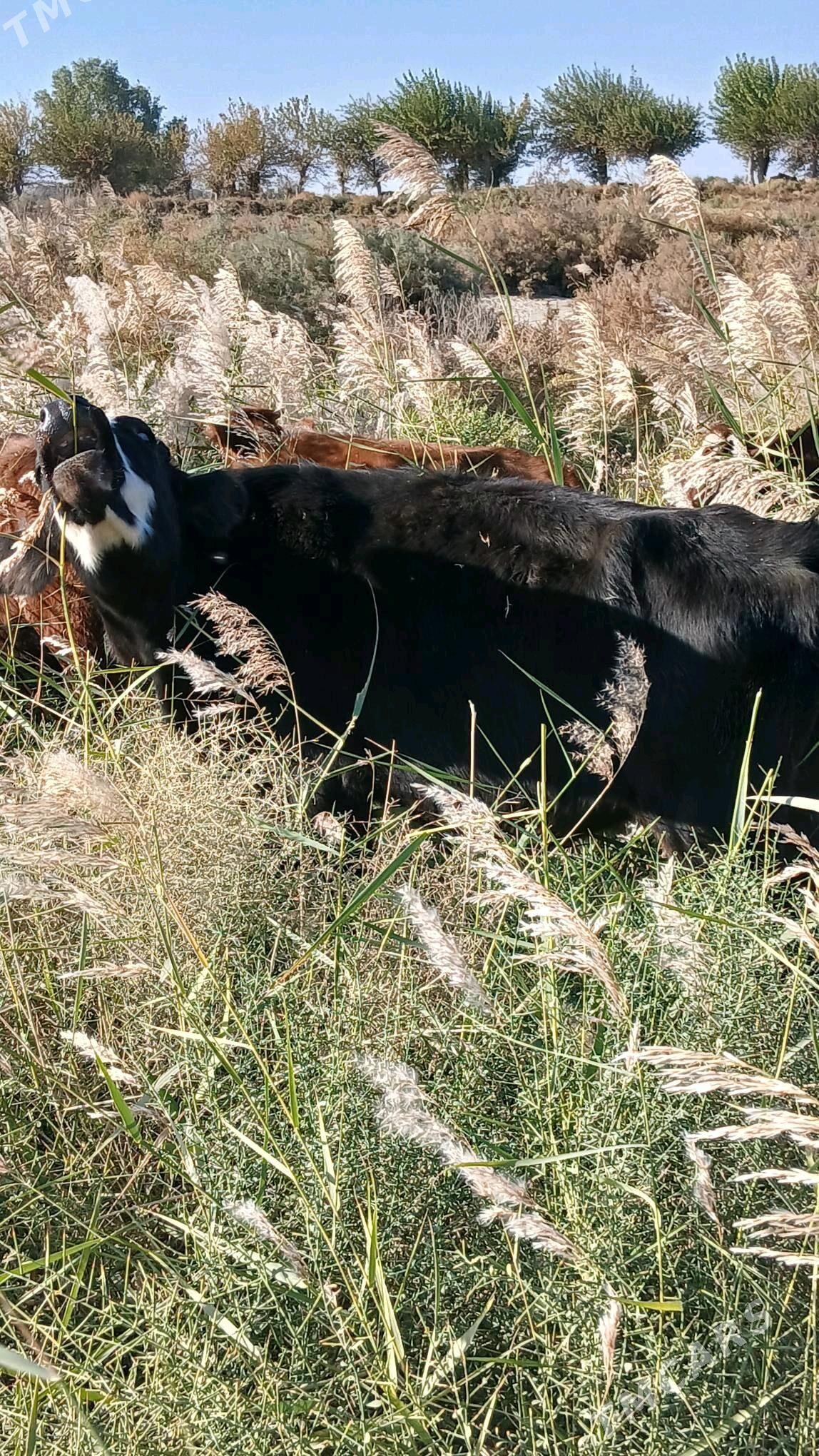 gulajyn - Murgap - img 4