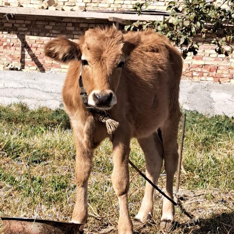 tuwe - Gökdepe - img 2