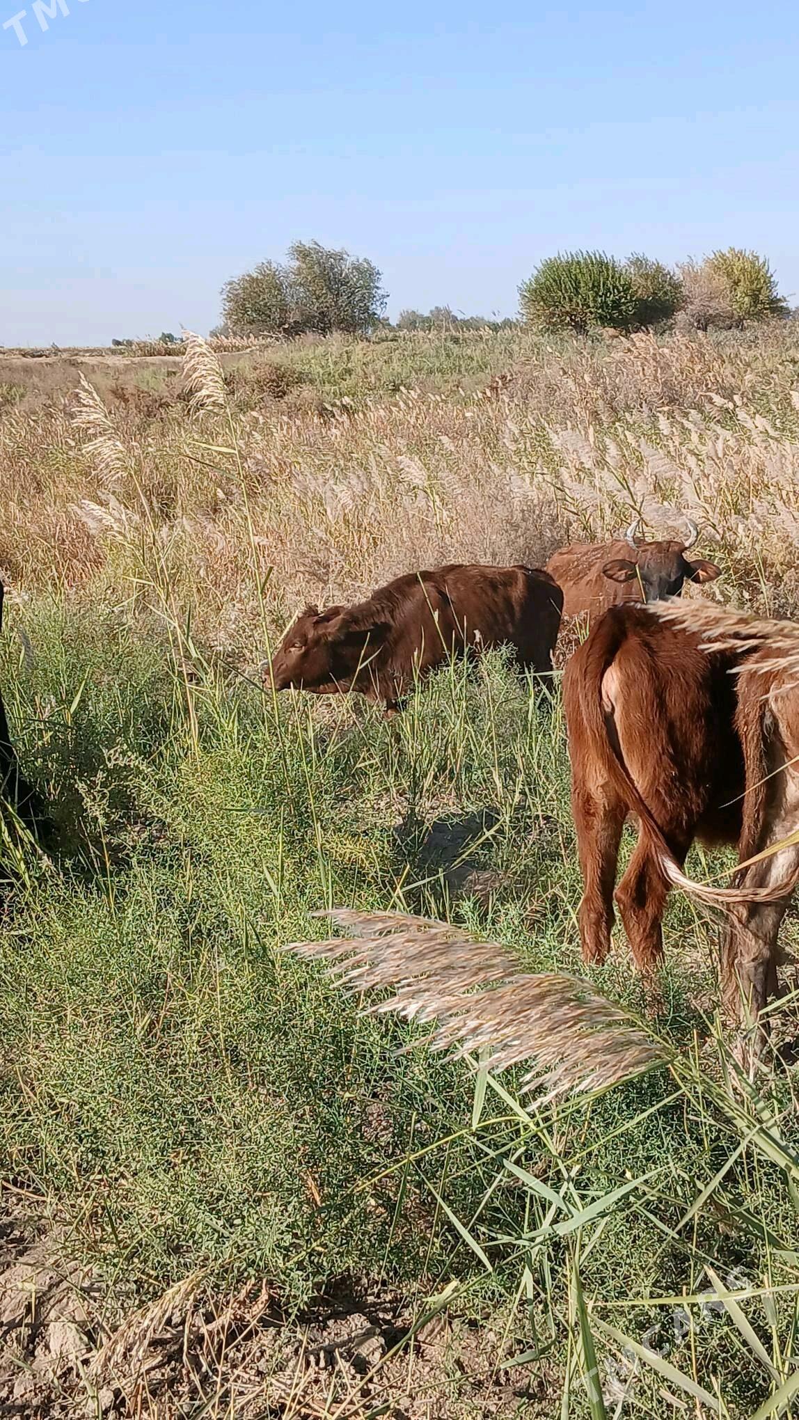 gulajyn - Murgap - img 3