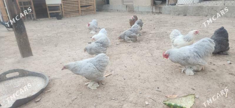 karlik kokunhin - Чоганлы - img 1