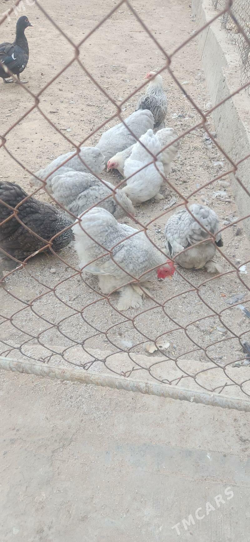 karlik kokunhin - Чоганлы - img 2