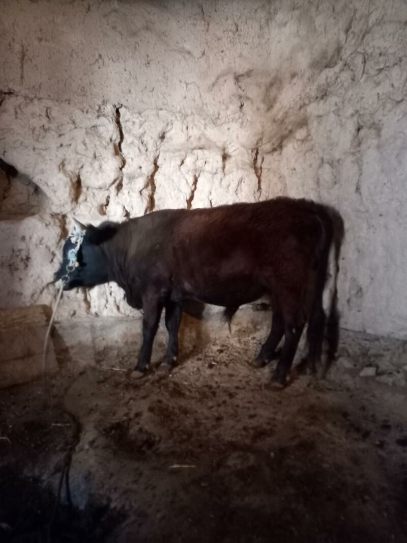 Öküz - Boldumsaz - img 2