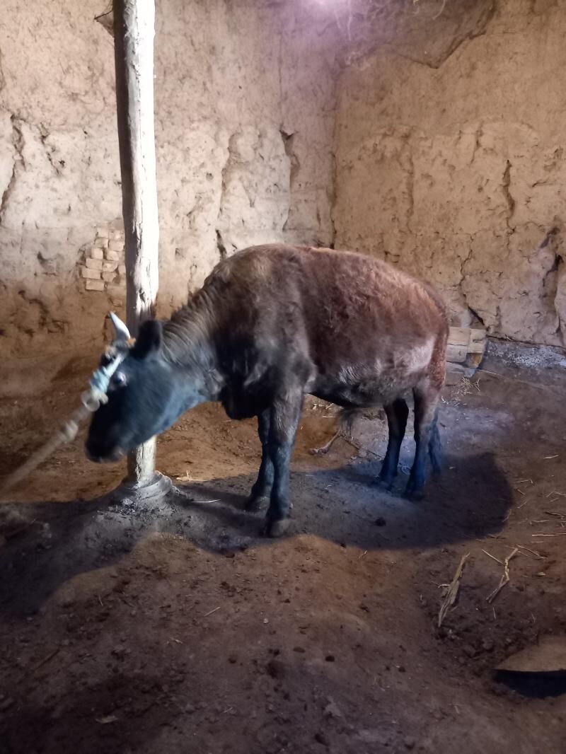 Öküz - Boldumsaz - img 3