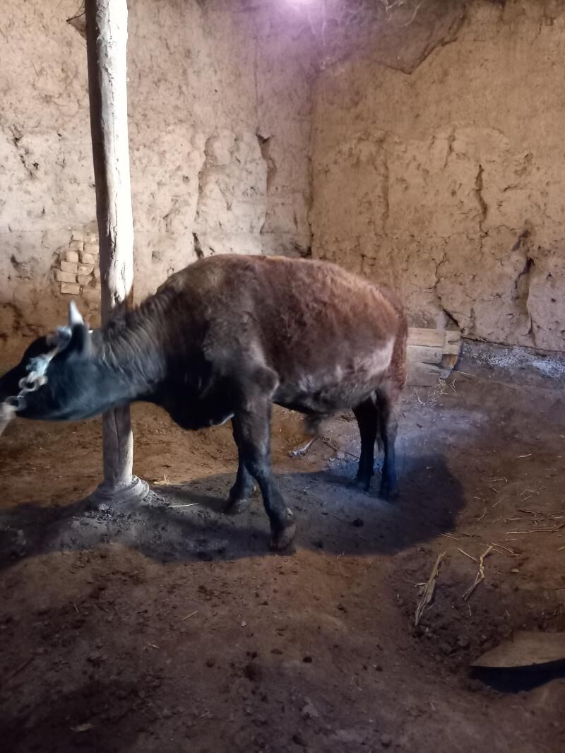 Öküz - Boldumsaz - img 4