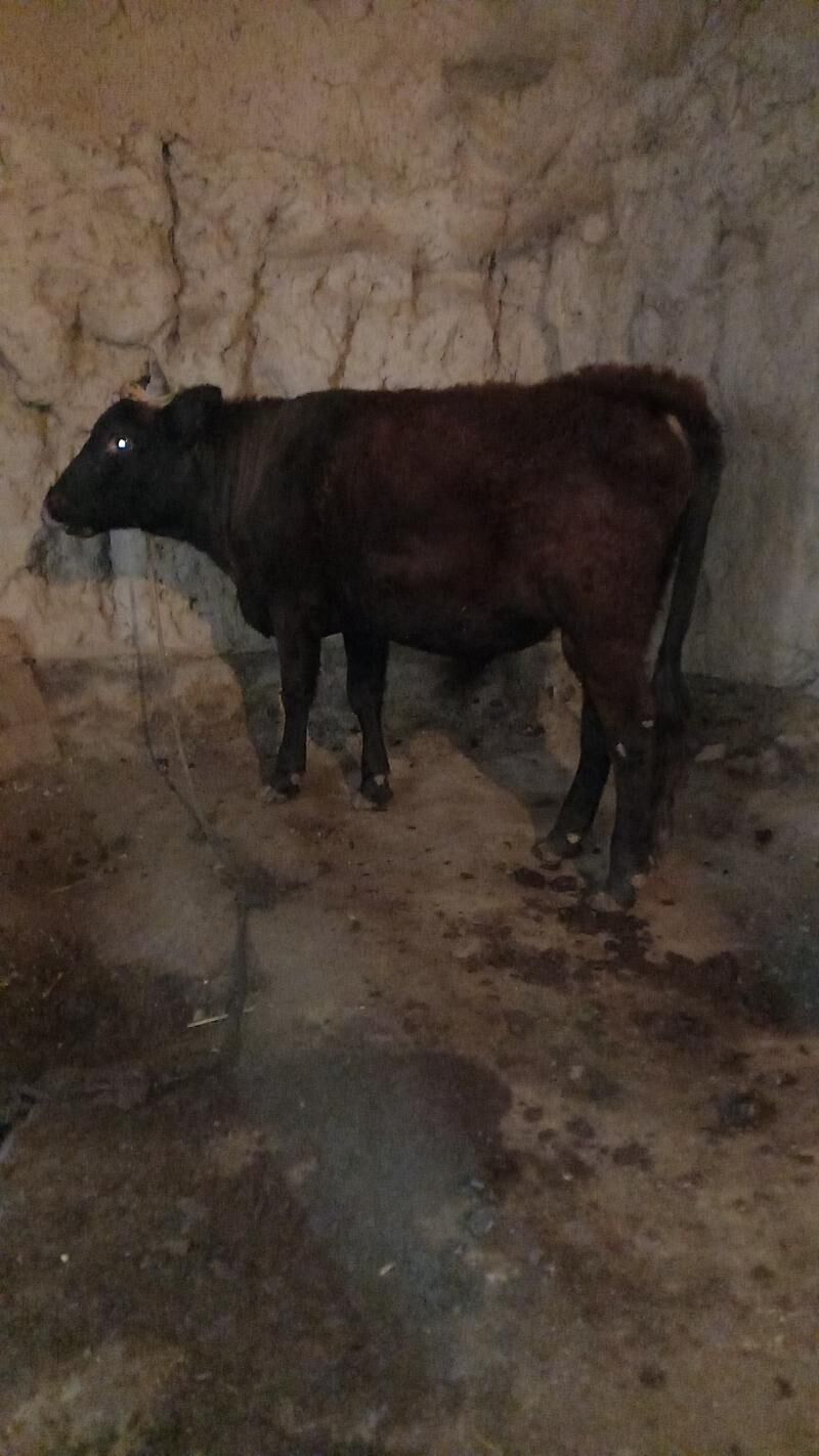 Öküz - Boldumsaz - img 5