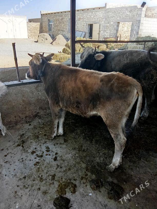 tüwe - Gyzylarbat - img 3