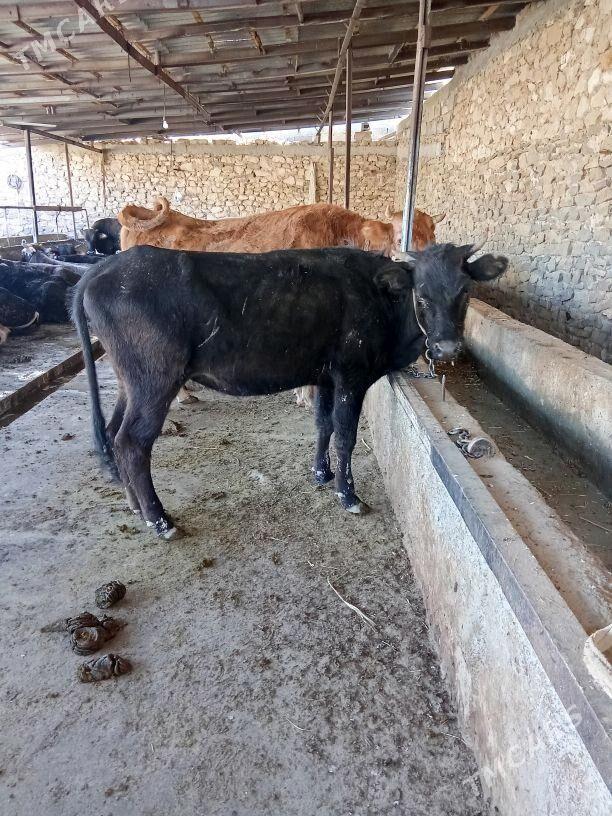 tüwe - Gyzylarbat - img 2