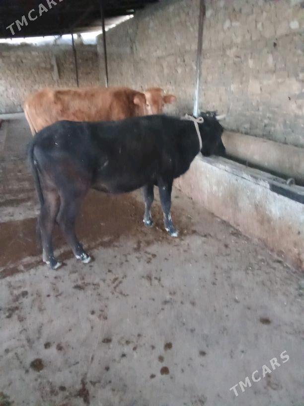 tüwe - Gyzylarbat - img 1