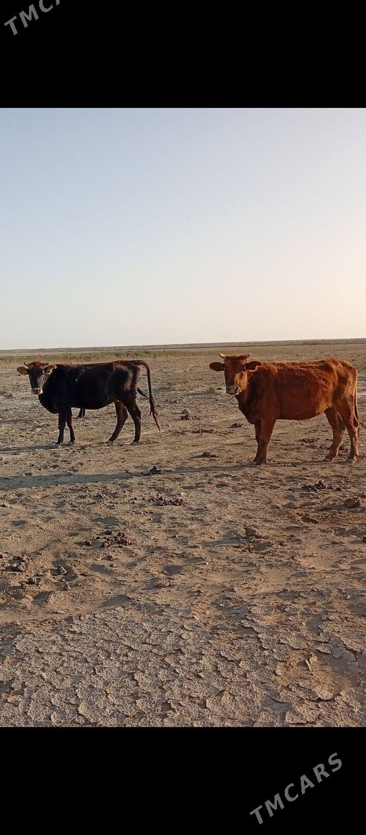 sygyr - Этрек - img 5