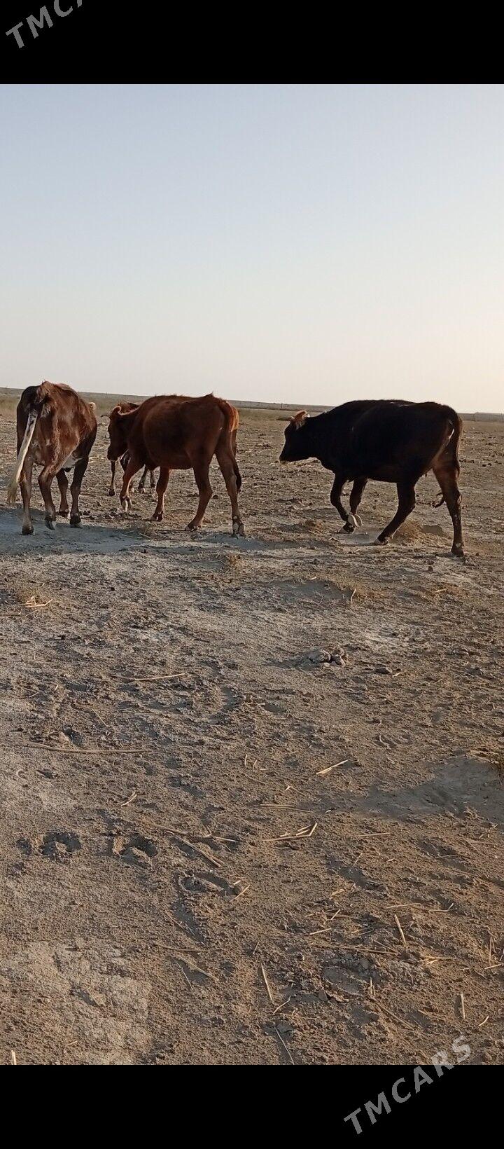 sygyr - Этрек - img 4