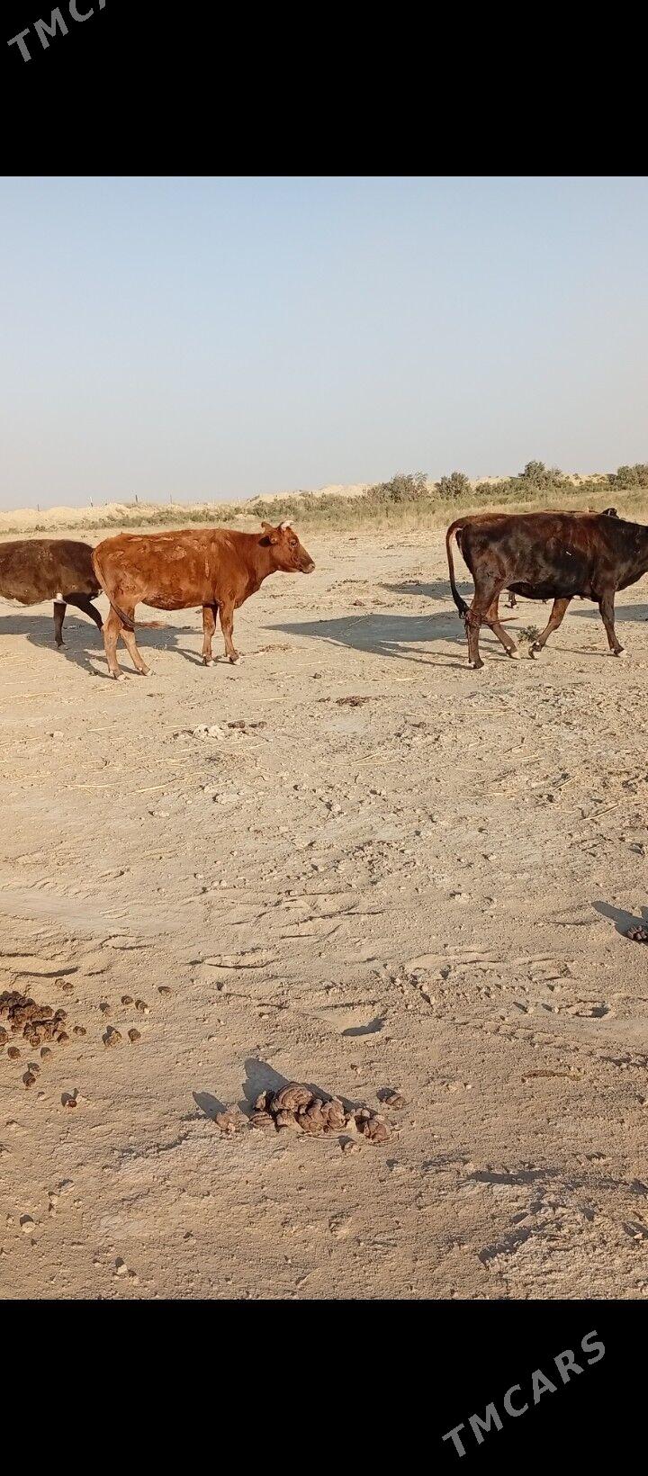 sygyr - Этрек - img 3