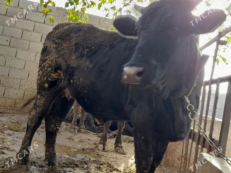 bakylan semiz tuwe - Bäherden - img 3