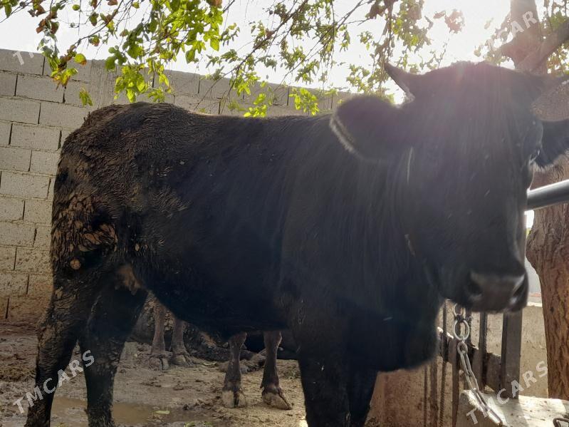 bakylan semiz tuwe - Bäherden - img 2