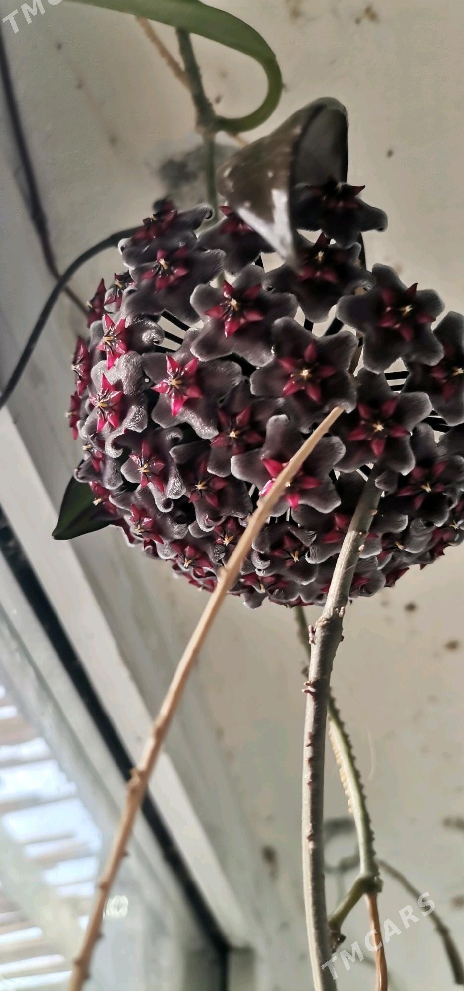 Хойя РЕД БАТТОН - Aşgabat - img 1