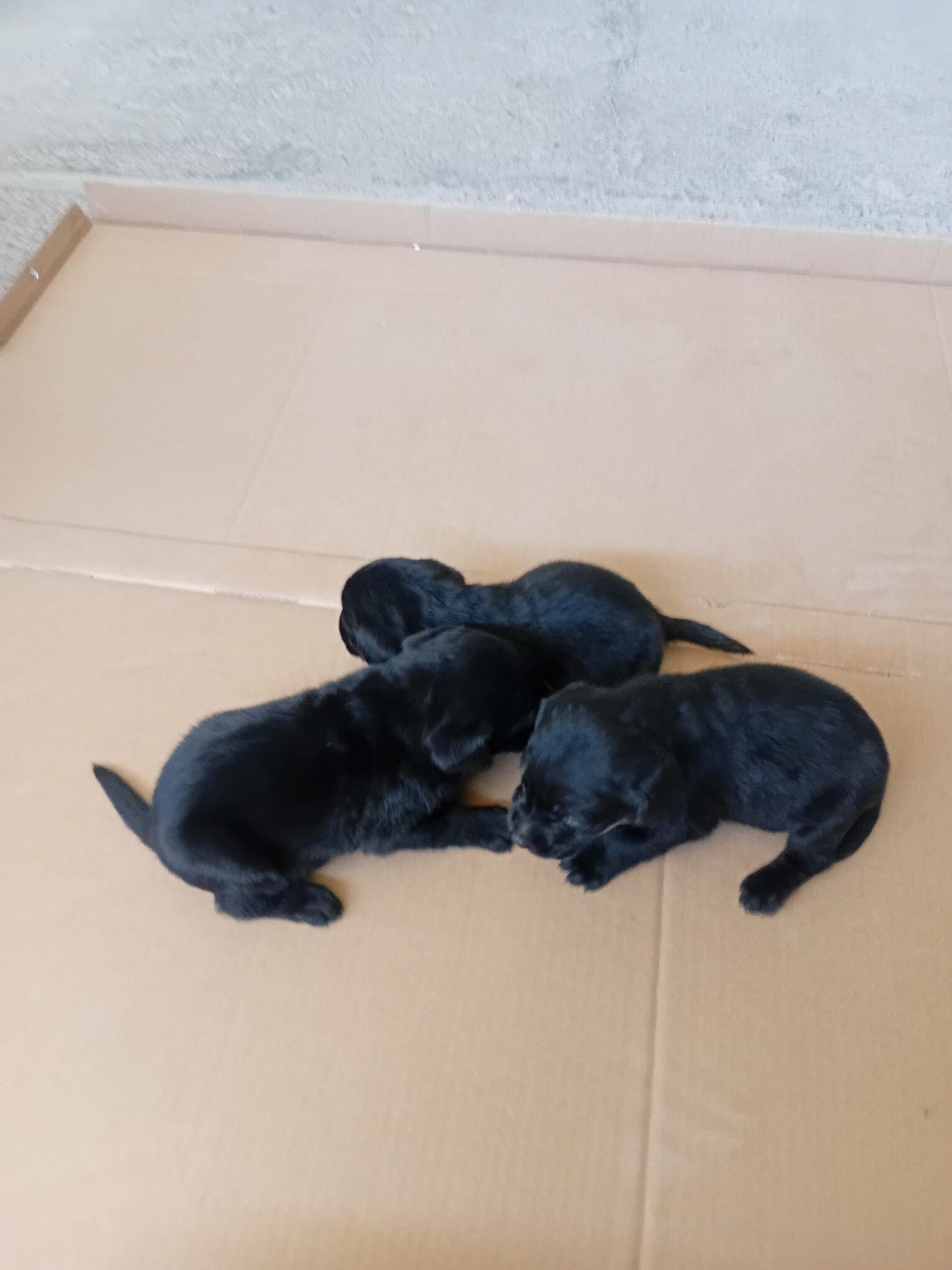 щенки ЛАБРАДОРА - Туркменабат - img 4