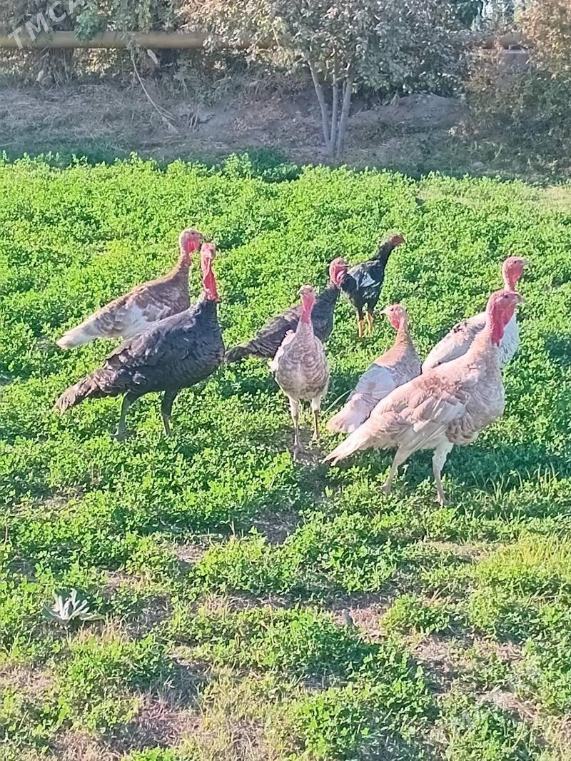 induk - Чарджоу - img 2