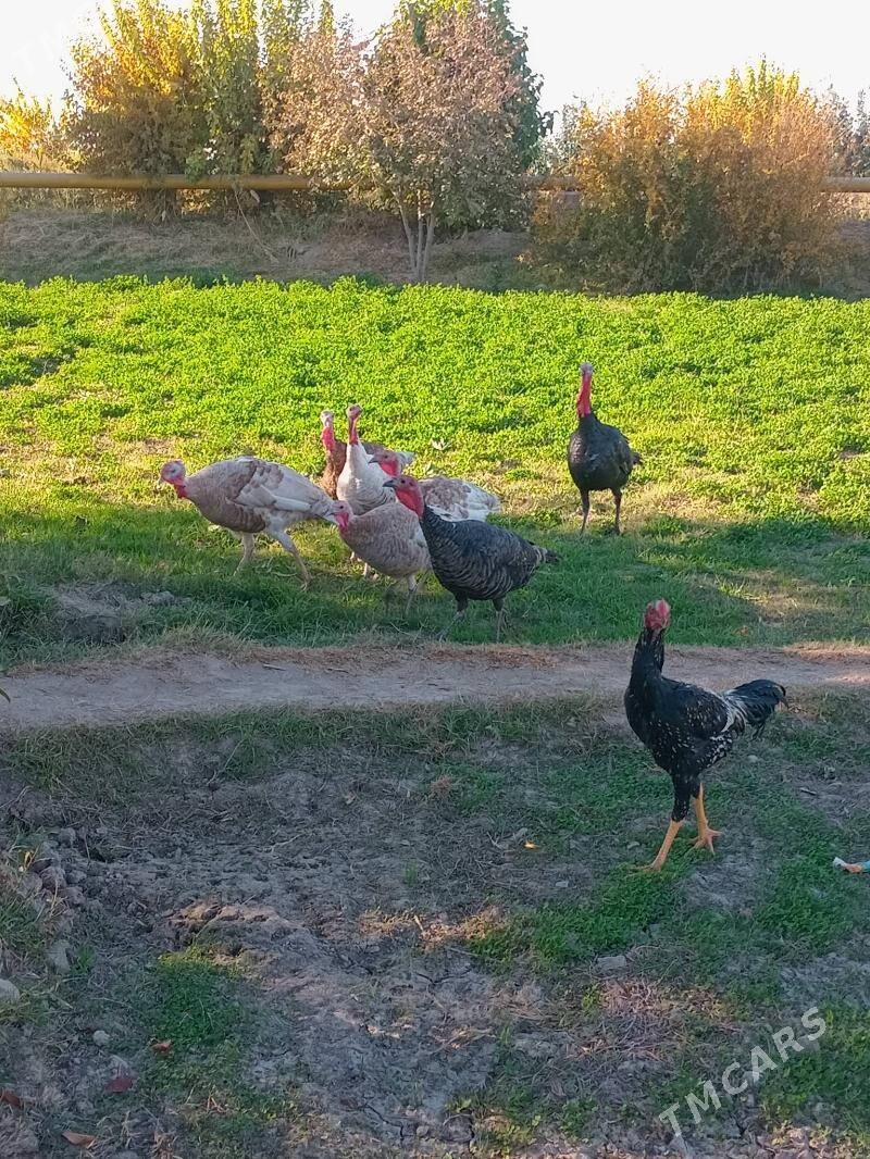 induk - Чарджоу - img 5