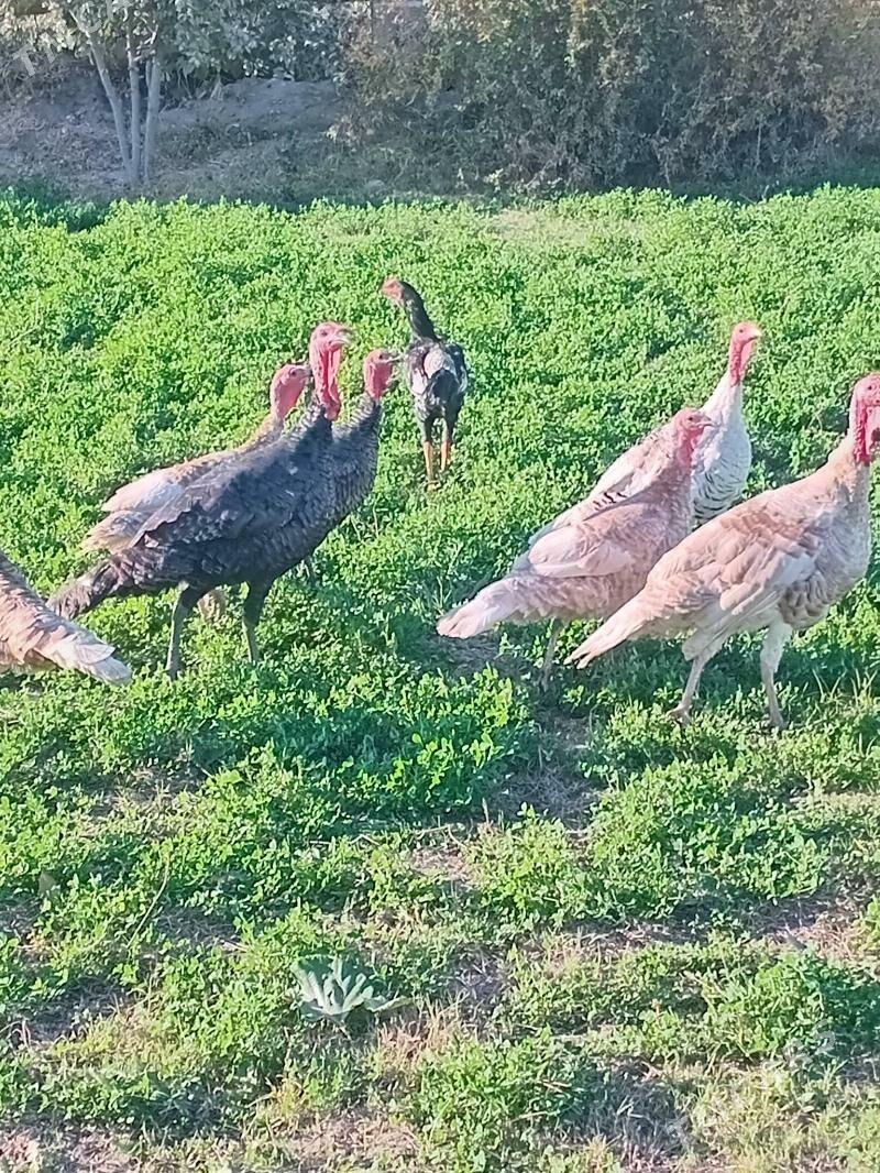 induk - Чарджоу - img 3