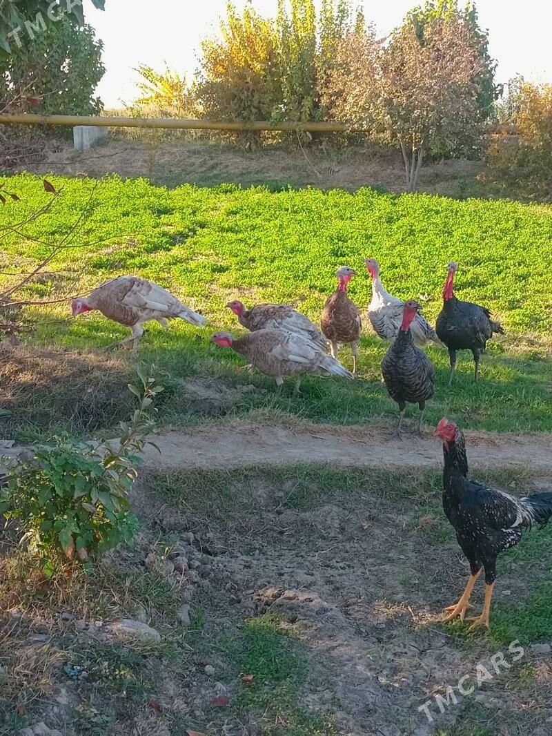 induk - Чарджоу - img 6