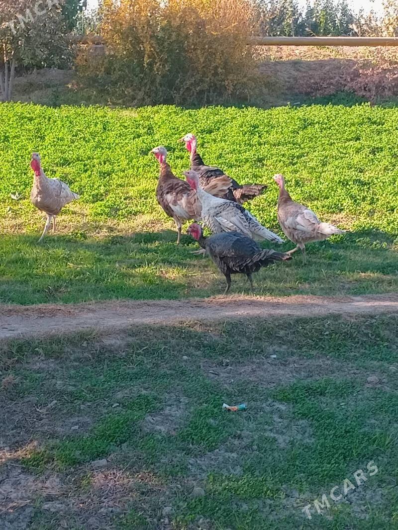 induk - Чарджоу - img 4