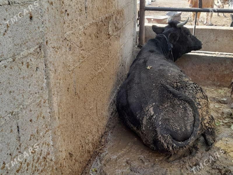 bakylan semiz tuwe - Bäherden - img 2