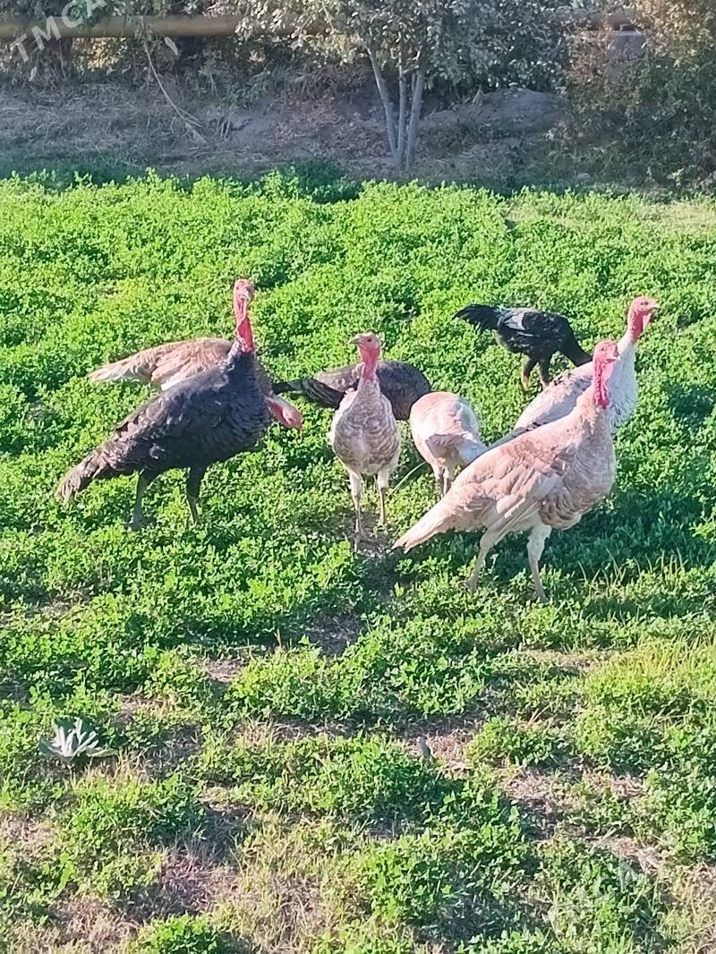 induk - Чарджоу - img 1