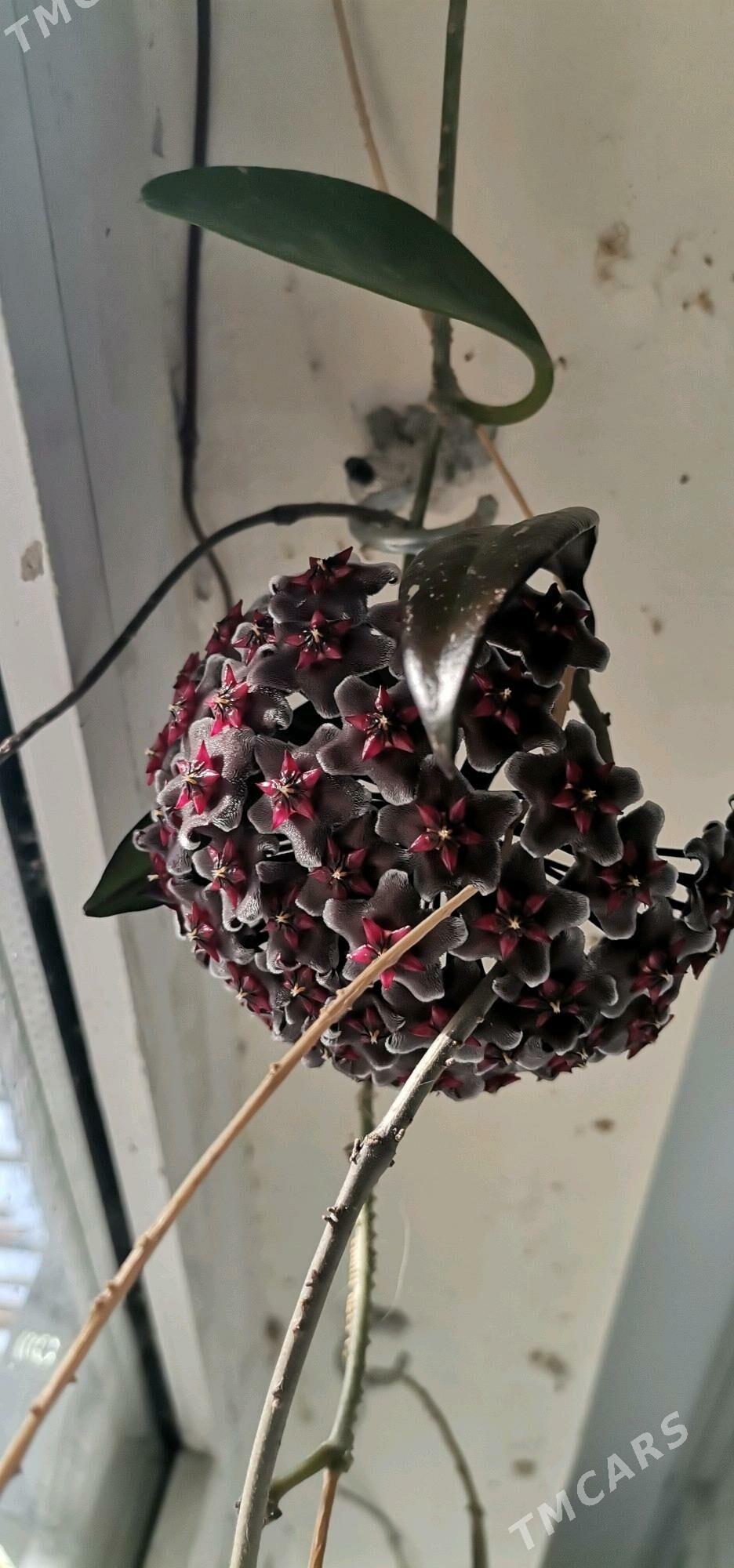 Хойя РЕД БАТТОН - Aşgabat - img 2