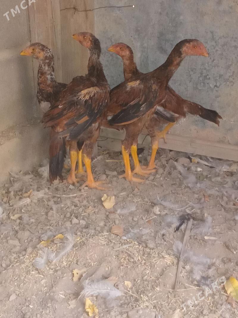 bayes jüje - Кака - img 5