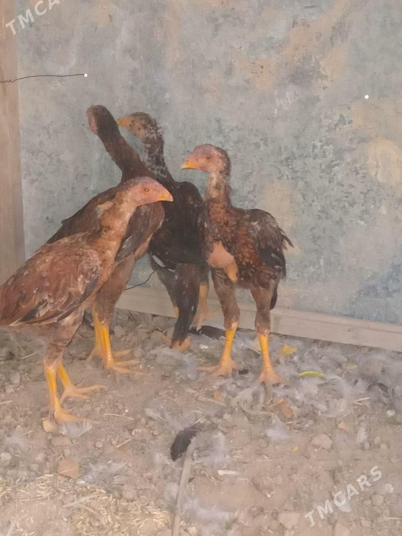 bayes jüje - Кака - img 6