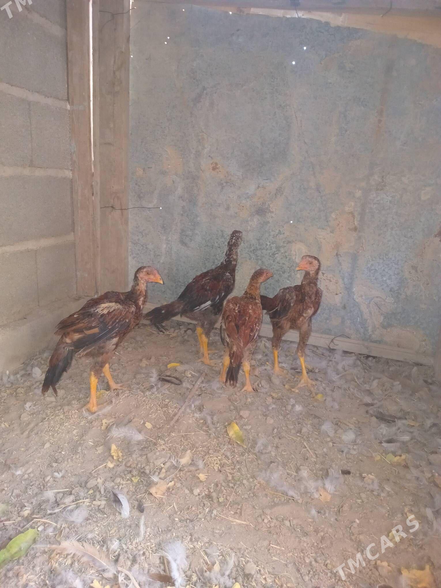 bayes jüje - Кака - img 2