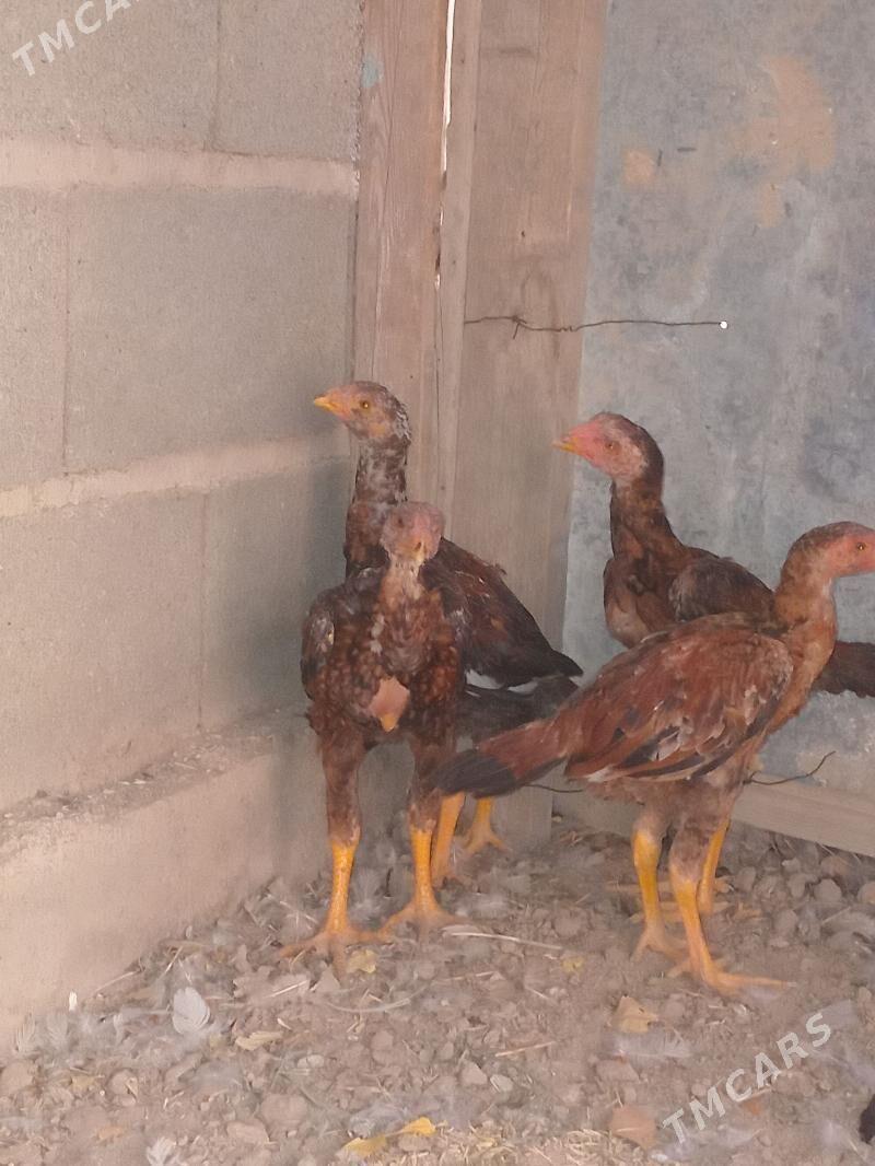 bayes jüje - Кака - img 7