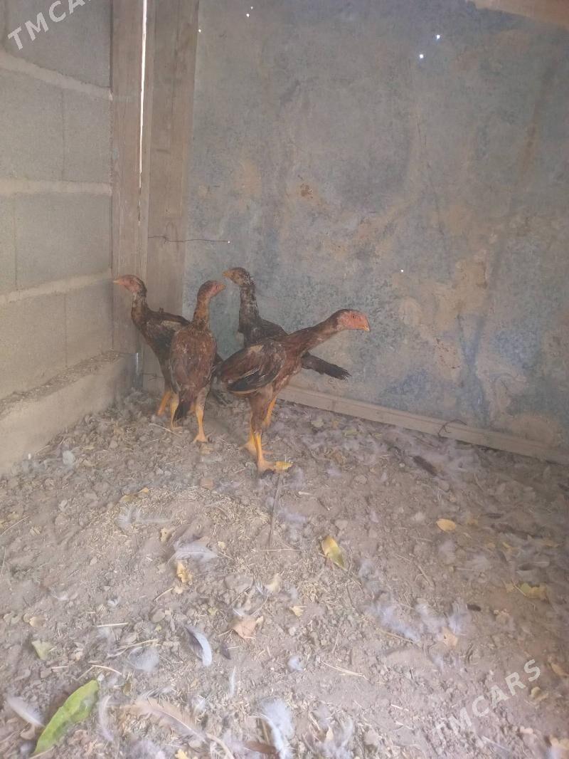 bayes jüje - Кака - img 3