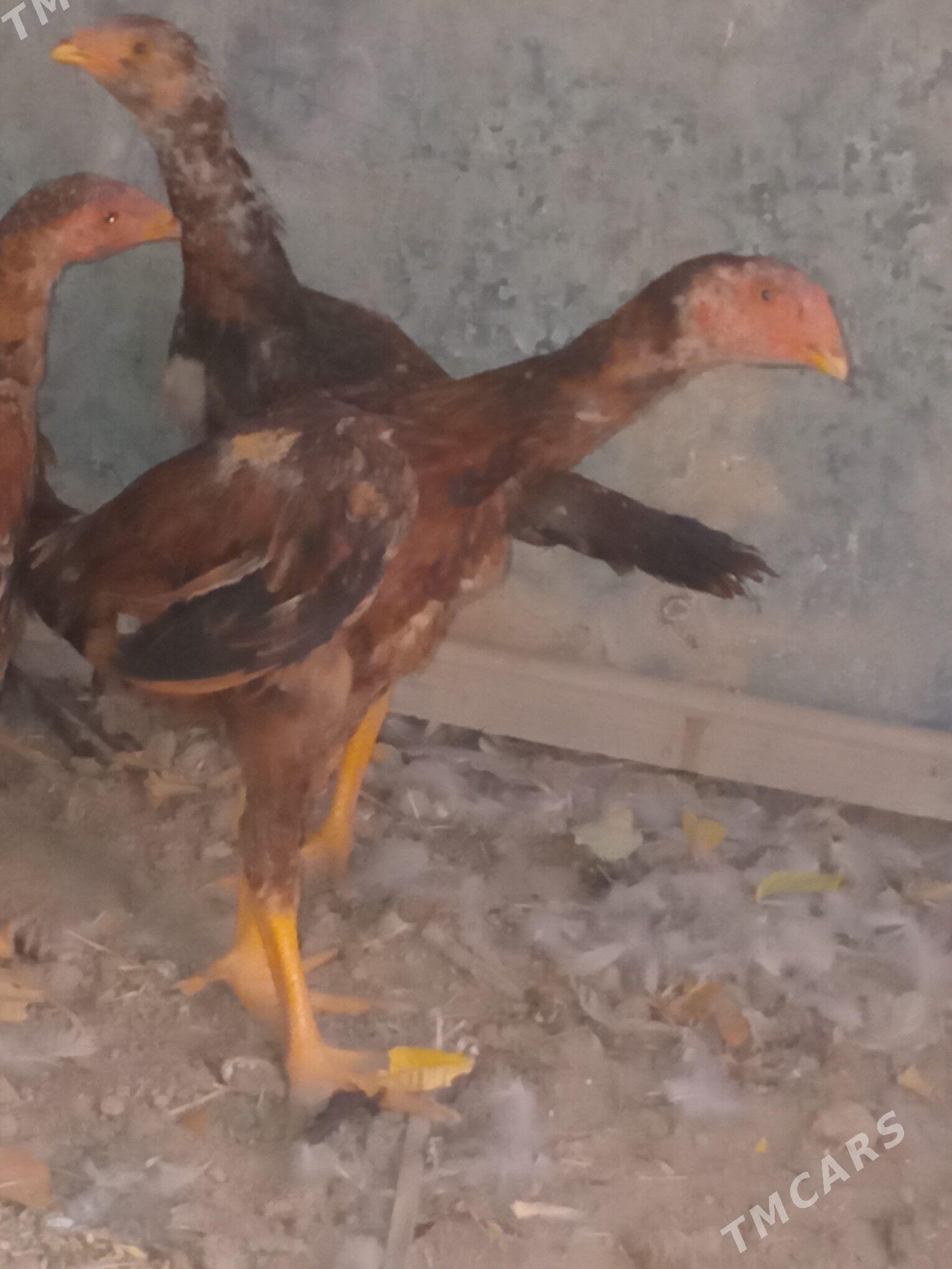 bayes jüje - Кака - img 4