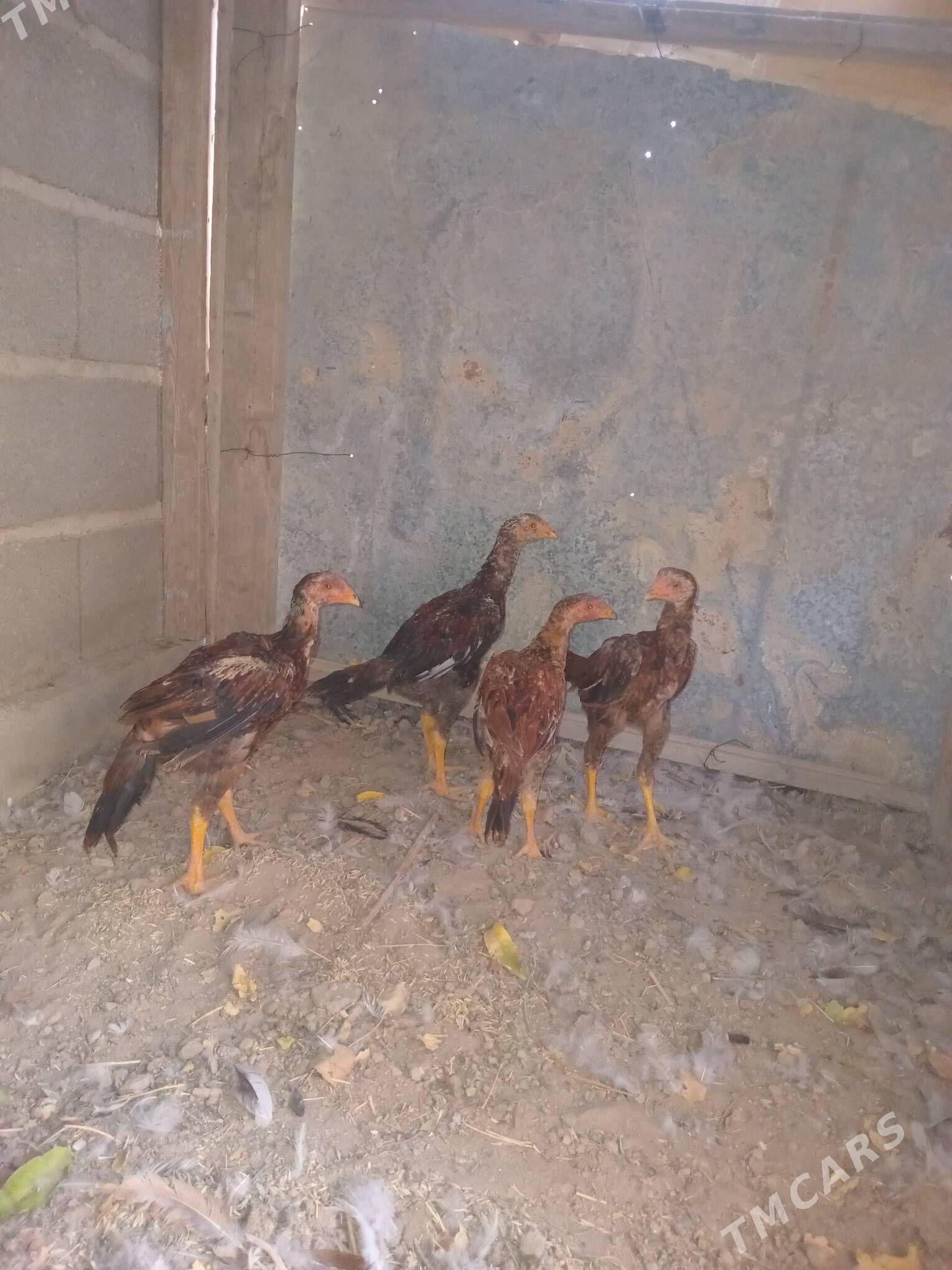 bayes jüje - Кака - img 1