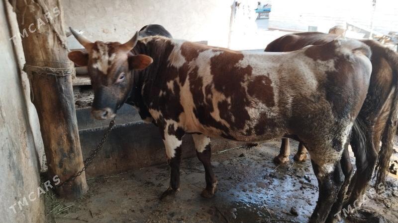 öküz - Babadaýhan - img 2