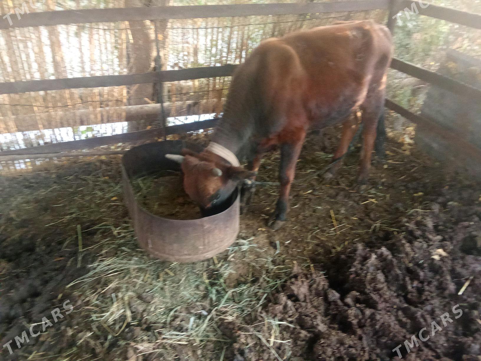 Öküz. - Мары - img 2