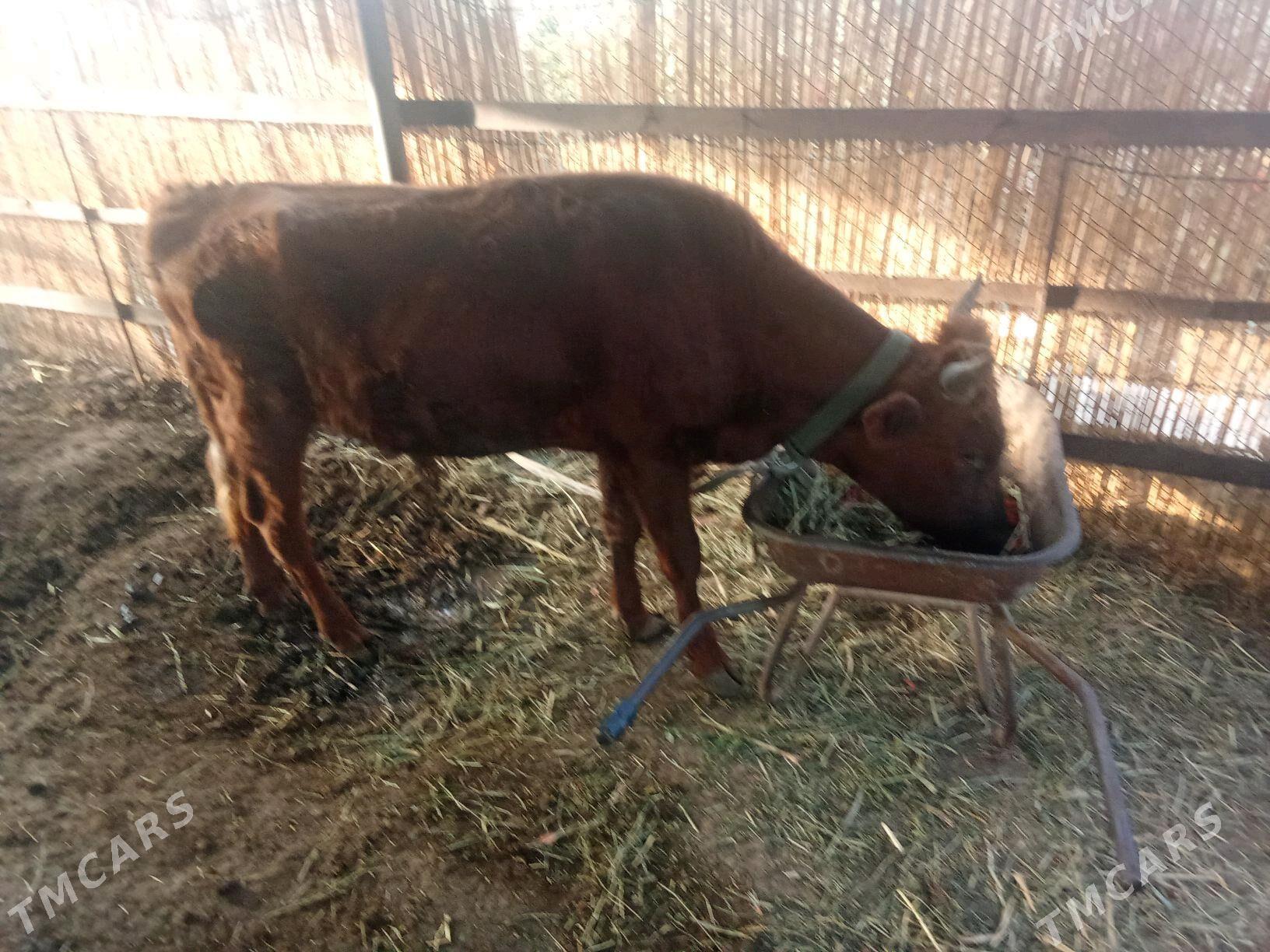 Öküz. - Мары - img 4