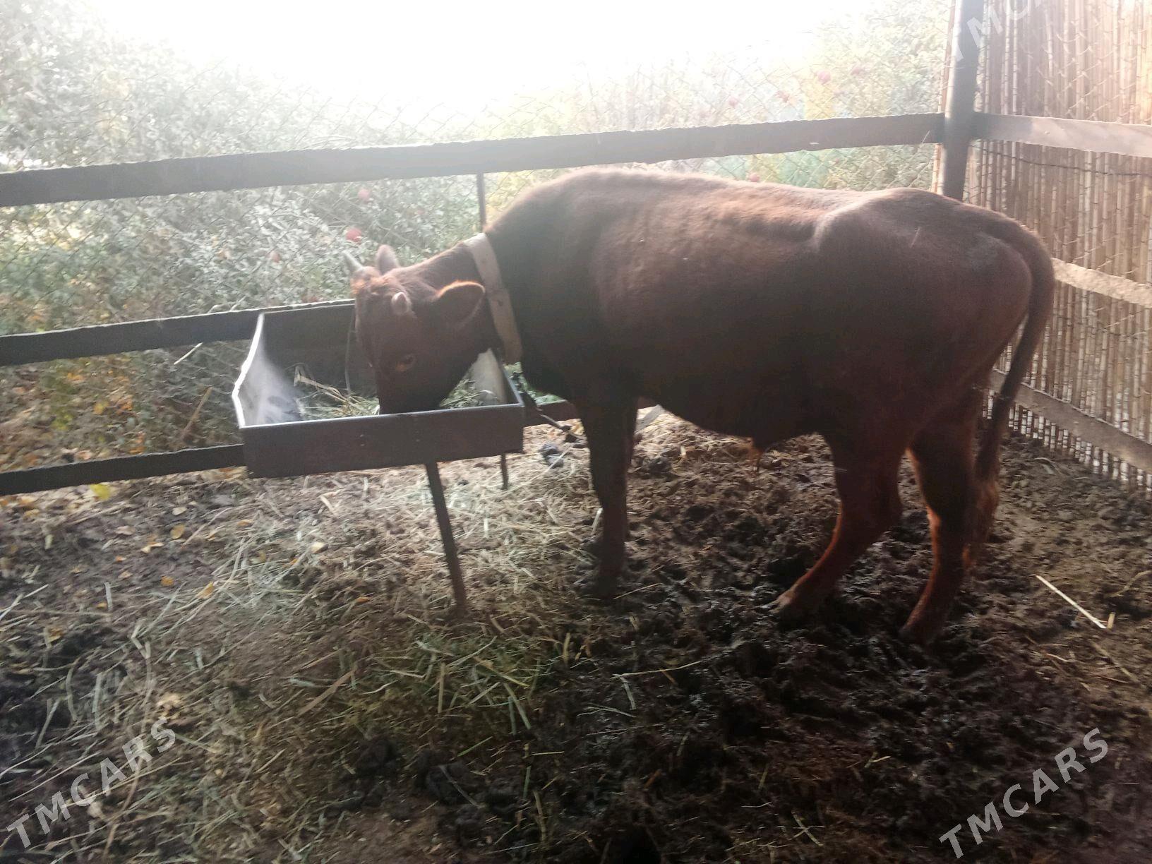 Öküz. - Мары - img 3