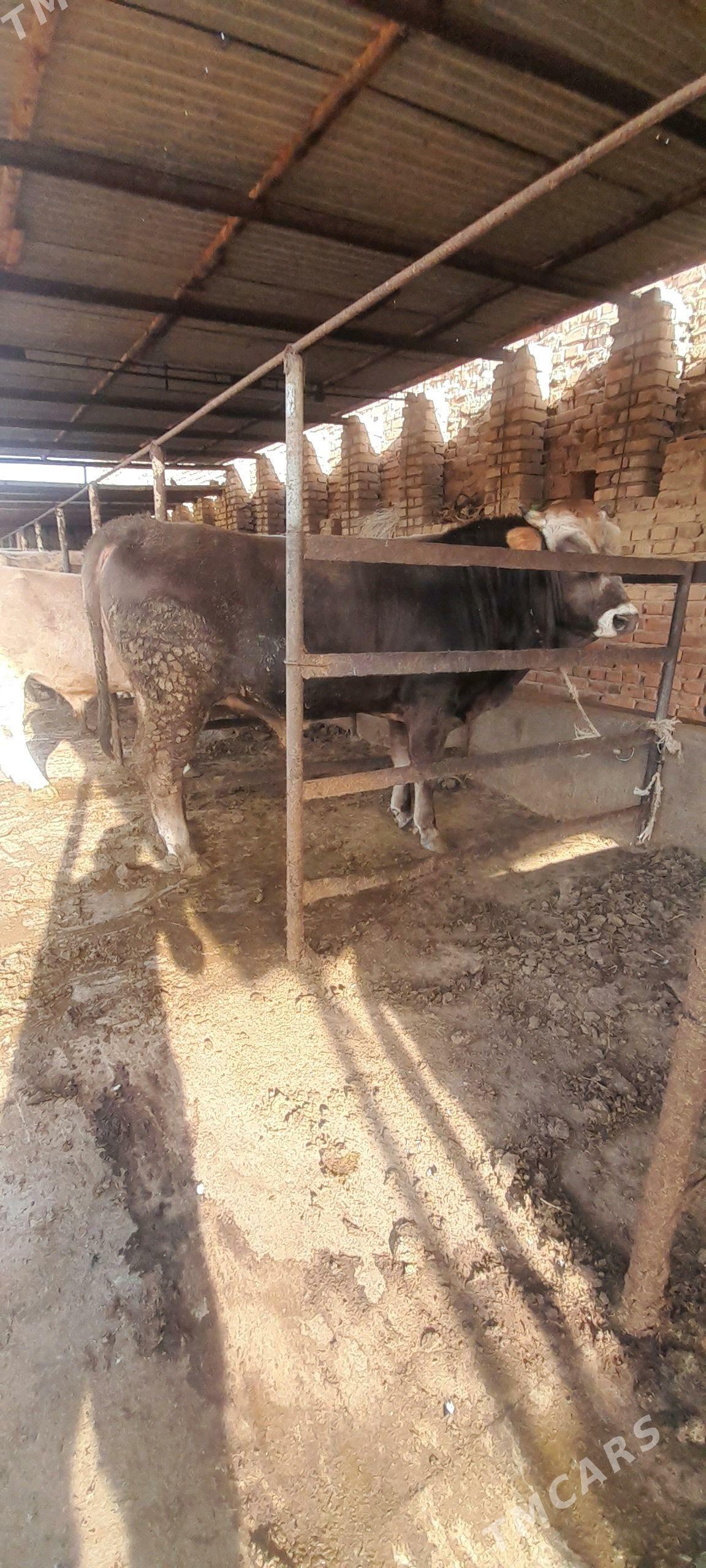 okiz - Бахарден - img 1