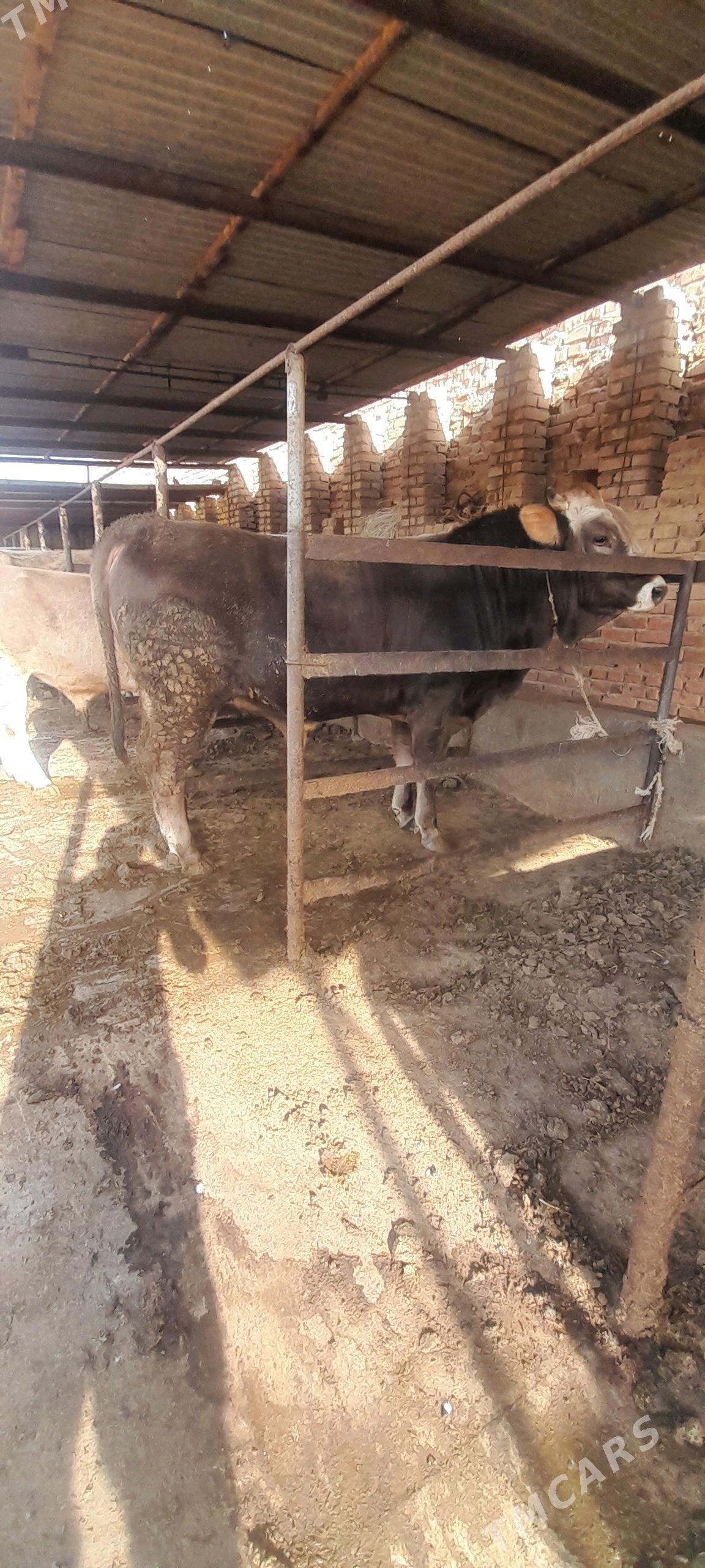 okiz - Бахарден - img 2