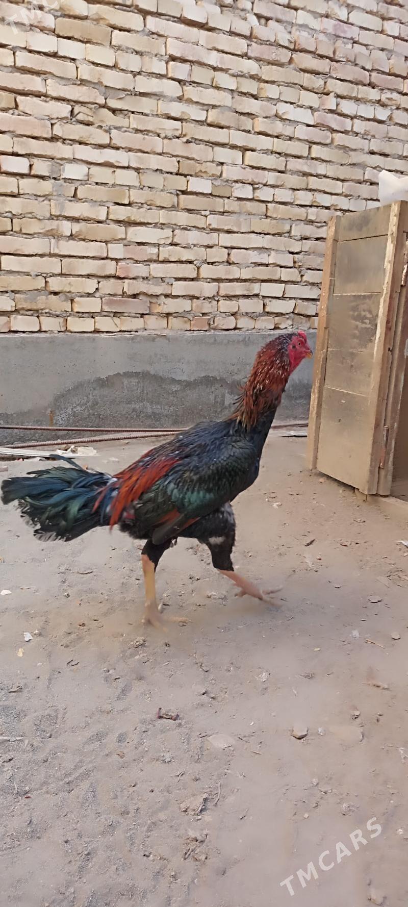 horaz - Çärjew - img 2