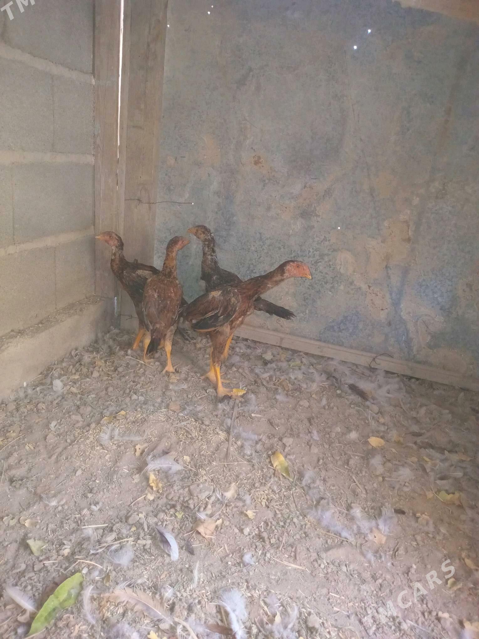 taşkent jüje - Kaka - img 3