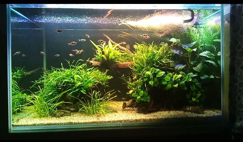 Аквариум травник - Aşgabat - img 3